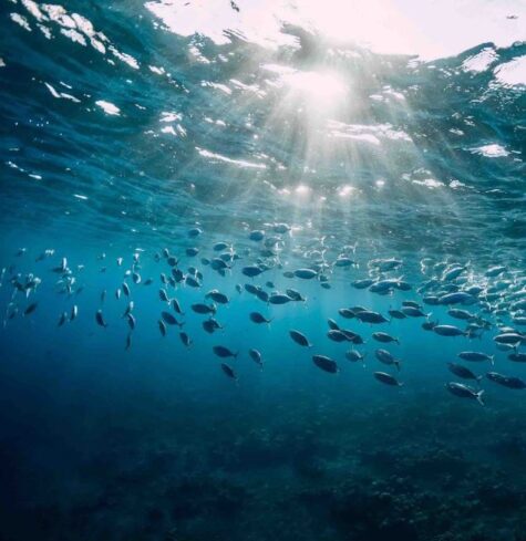 sea_home